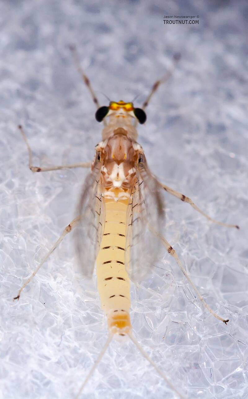 Dorsal view of a Female Stenonema terminatum (Heptageniidae) Mayfly Spinner from the West Branch of the Delaware River in New York