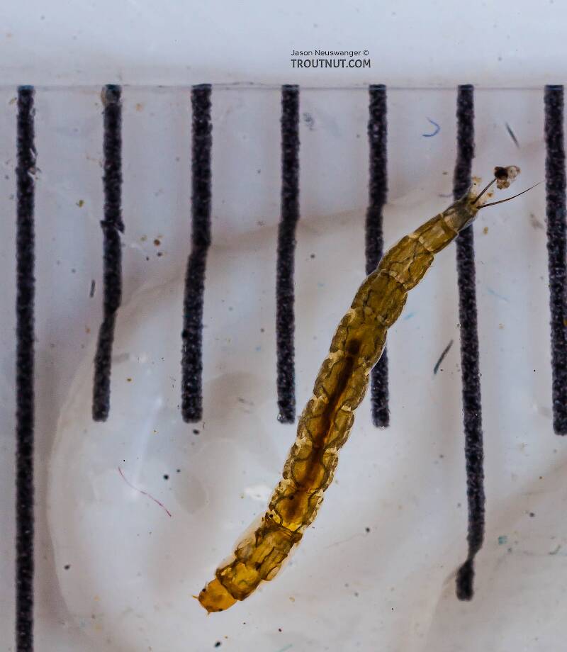 Ruler view of a Chironomidae (Midge) True Fly Larva from the Chena River in Alaska The smallest ruler marks are 1 mm.