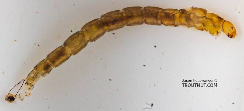 Chironomidae (Midge) True Fly Larva from the Chena River in Alaska