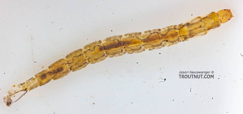 Dorsal view of a Chironomidae (Midge) True Fly Larva from the Chena River in Alaska