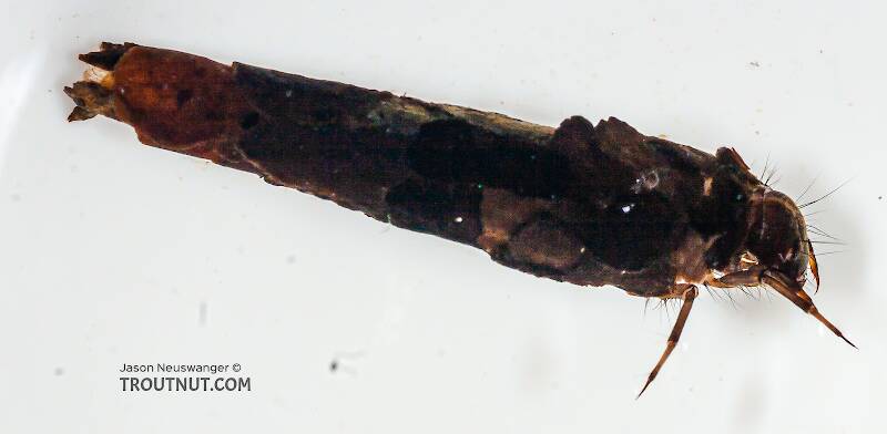 Onocosmoecus (Limnephilidae) (Great Late-Summer Sedge) Caddisfly Larva from the Chena River in Alaska