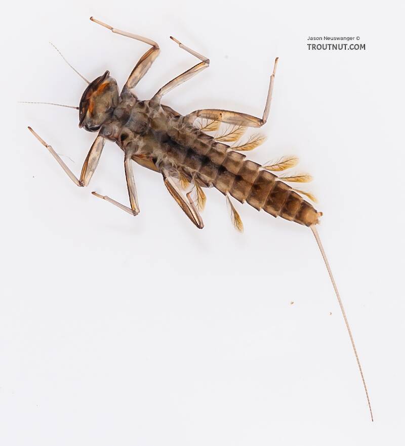 Ventral view of a Cinygmula ramaleyi (Heptageniidae) (Small Western Gordon Quill) Mayfly Nymph from Nome Creek in Alaska