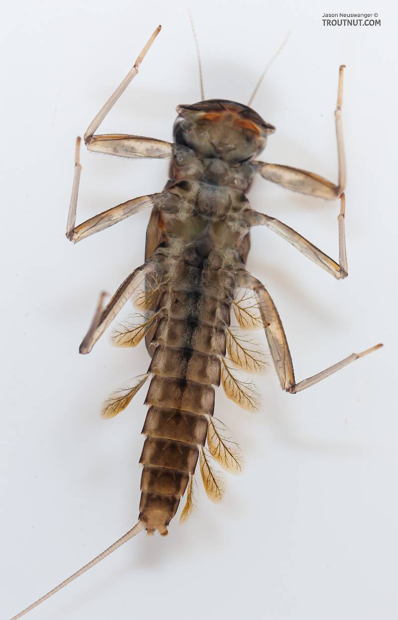 Cinygmula ramaleyi (Heptageniidae) (Small Western Gordon Quill) Mayfly Nymph from Nome Creek in Alaska