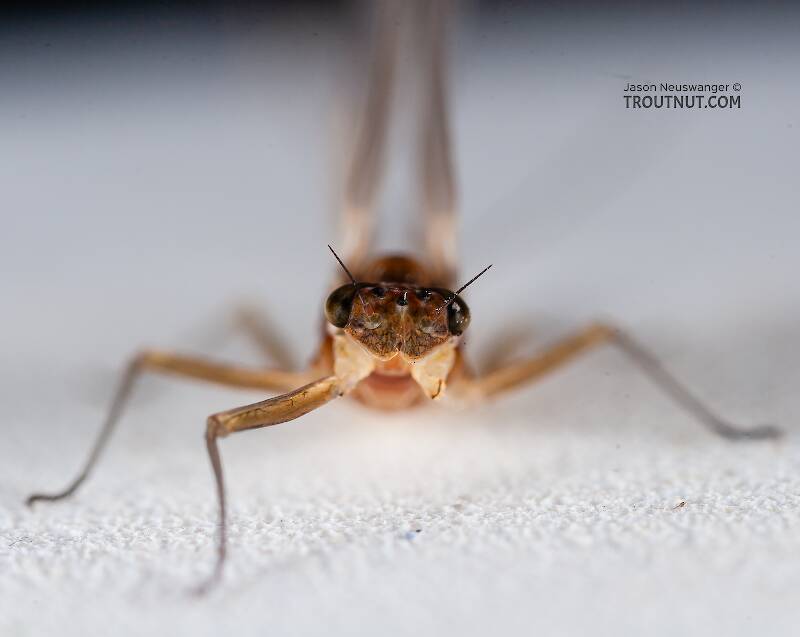 Female Cinygmula ramaleyi (Heptageniidae) (Small Western Gordon Quill) Mayfly Dun from Nome Creek in Alaska