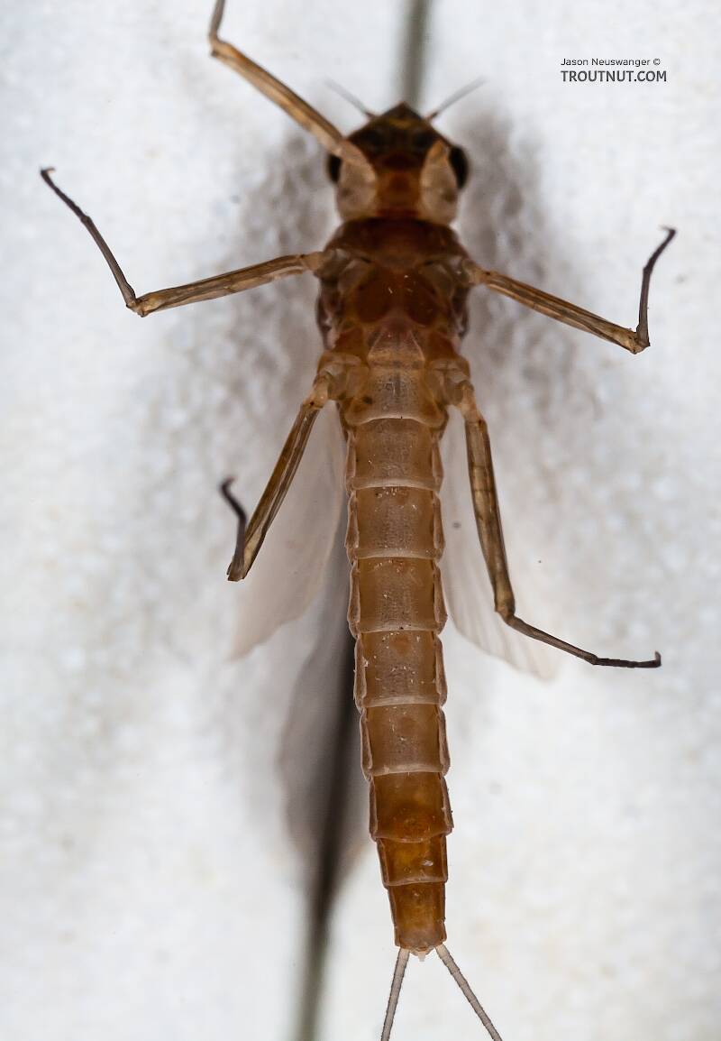 Ventral view of a Female Cinygmula ramaleyi (Heptageniidae) (Small Western Gordon Quill) Mayfly Dun from Nome Creek in Alaska