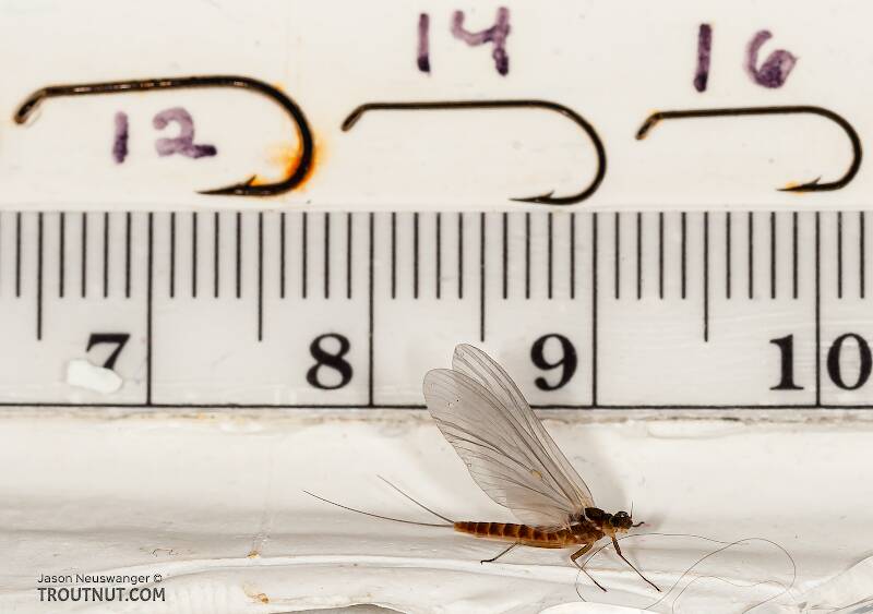 Ruler view of a Female Cinygmula ramaleyi (Heptageniidae) (Small Western Gordon Quill) Mayfly Dun from Nome Creek in Alaska The smallest ruler marks are 1 mm.