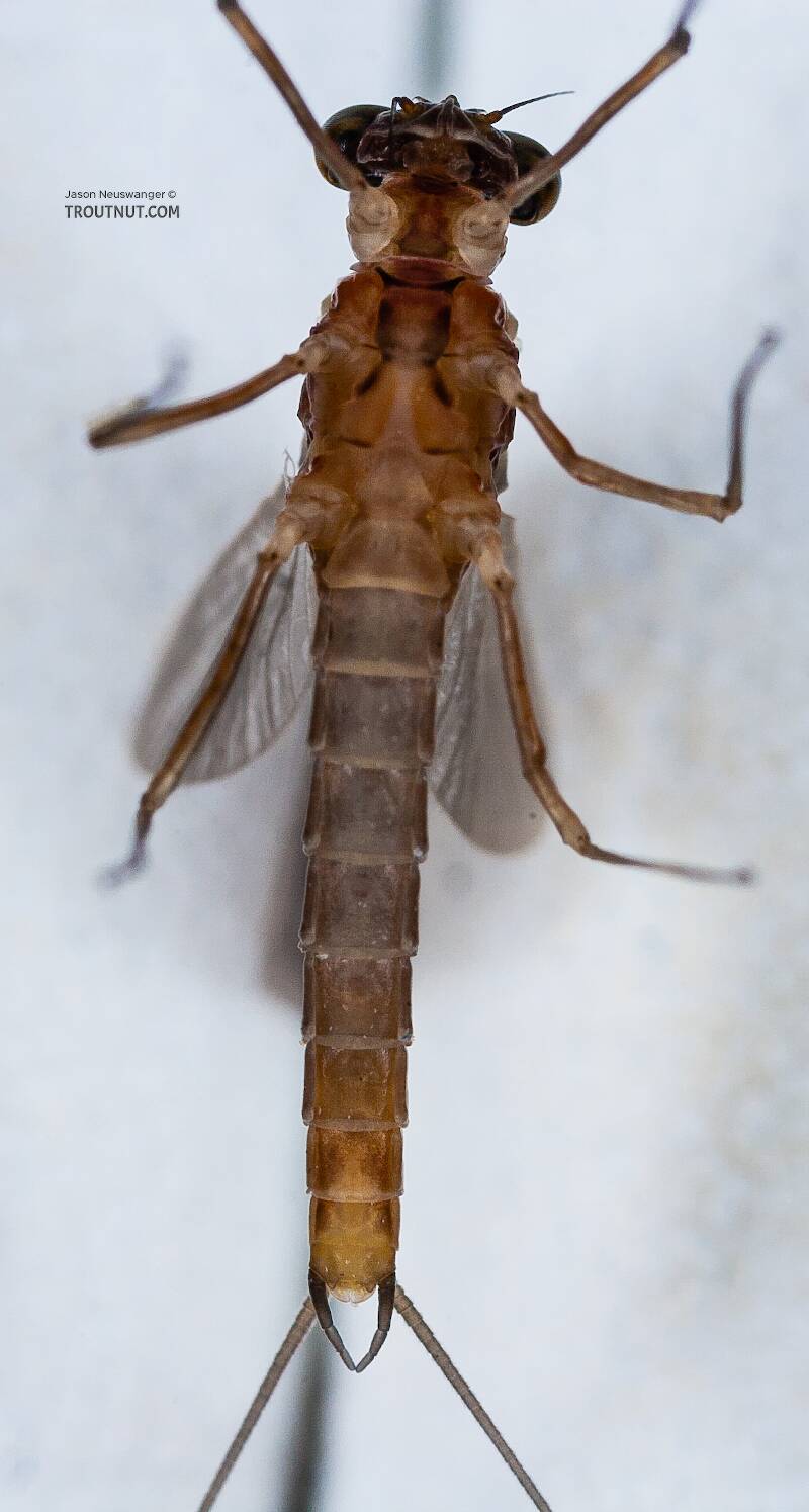 Ventral view of a Male Cinygmula ramaleyi (Heptageniidae) (Small Western Gordon Quill) Mayfly Dun from Nome Creek in Alaska