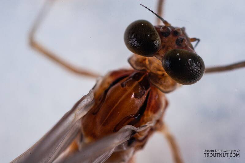 Male Cinygmula ramaleyi (Heptageniidae) (Small Western Gordon Quill) Mayfly Dun from Nome Creek in Alaska
