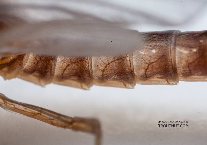 Male Cinygmula ramaleyi (Heptageniidae) (Small Western Gordon Quill) Mayfly Dun from Nome Creek in Alaska