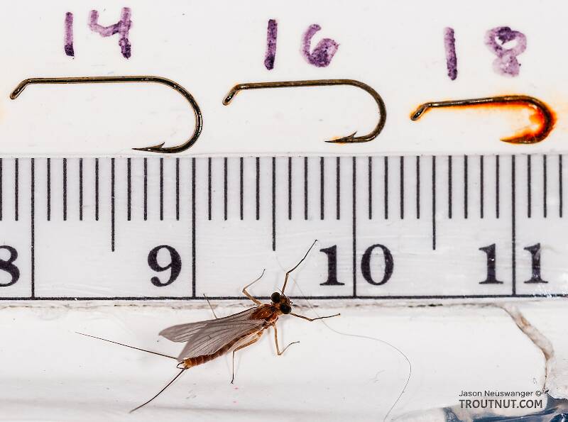 Ruler view of a Male Cinygmula ramaleyi (Heptageniidae) (Small Western Gordon Quill) Mayfly Dun from Nome Creek in Alaska The smallest ruler marks are 1 mm.
