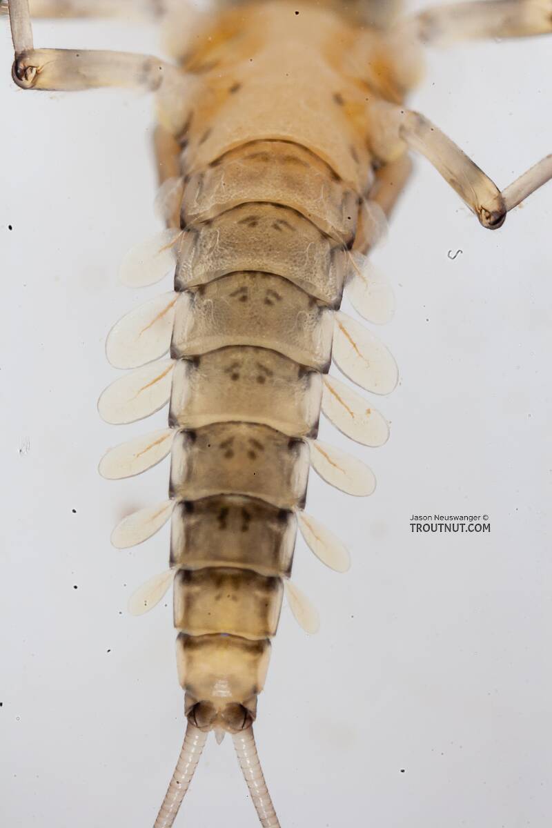 Male Baetis bicaudatus (Baetidae) (BWO) Mayfly Nymph from the Gulkana River in Alaska