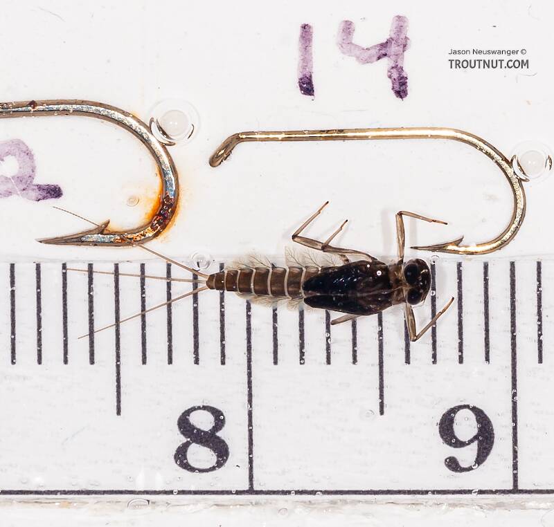 Ruler view of a Cinygmula (Heptageniidae) (Dark Red Quill) Mayfly Nymph from the Gulkana River in Alaska The smallest ruler marks are 1 mm.