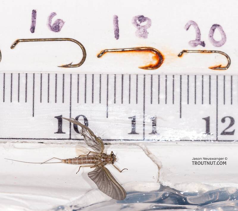 Ruler view of a Female Cinygmula (Heptageniidae) (Dark Red Quill) Mayfly Dun from the Gulkana River in Alaska The smallest ruler marks are 1 mm.