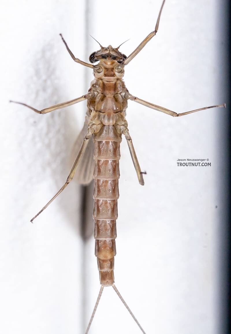 Ventral view of a Female Cinygmula (Heptageniidae) (Dark Red Quill) Mayfly Dun from the Gulkana River in Alaska