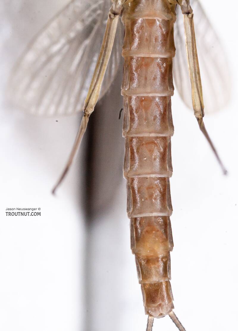 Female Cinygmula (Heptageniidae) (Dark Red Quill) Mayfly Dun from the Gulkana River in Alaska