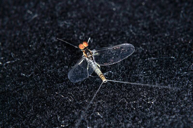 This second picture it's in the spinner stage.

Male Baetis tricaudatus (Baetidae) (Blue-Winged Olive) Mayfly Dun from the  Touchet River in Washington