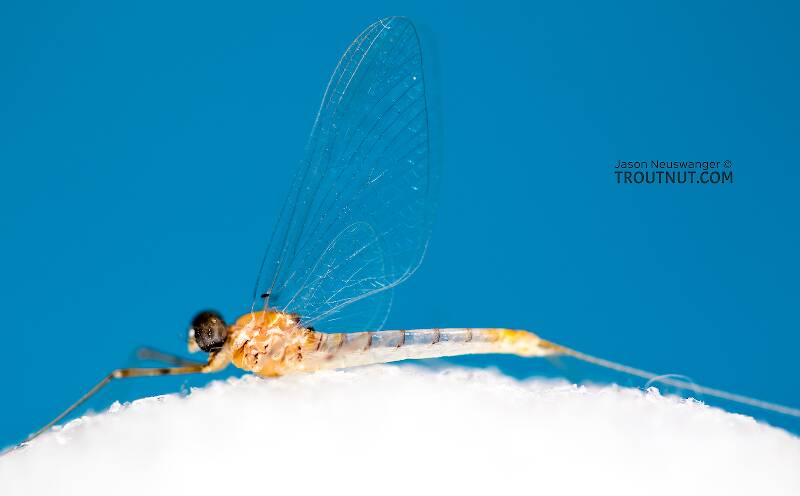 Male Epeorus albertae (Pink Lady) Mayfly Spinner