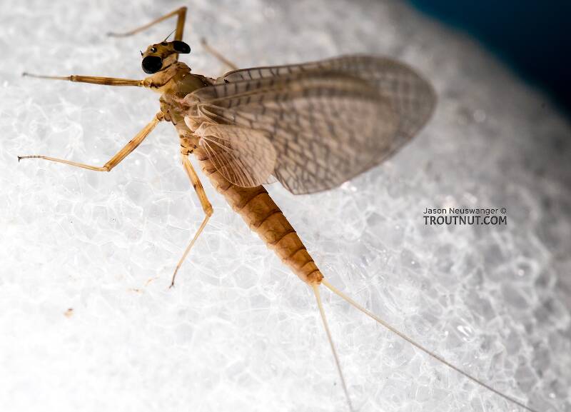 Dorsal view of a Female Epeorus albertae (Heptageniidae) (Pink Lady) Mayfly Dun from the North Fork Stillaguamish River in Washington