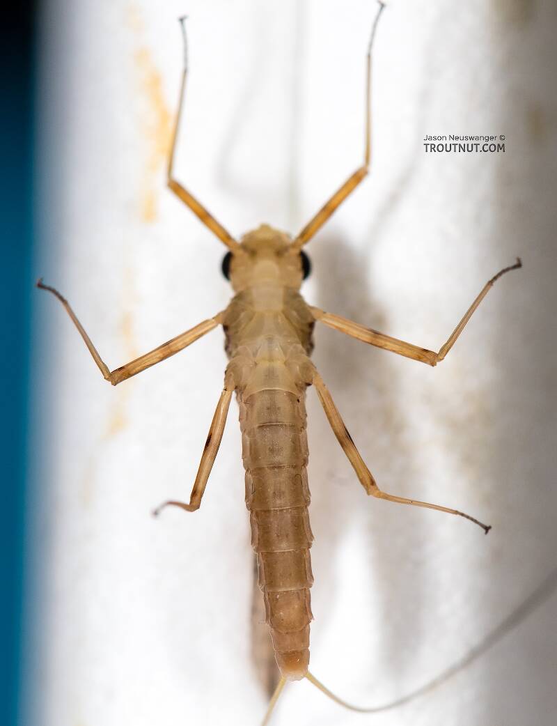 Ventral view of a Female Epeorus albertae (Heptageniidae) (Pink Lady) Mayfly Dun from the North Fork Stillaguamish River in Washington