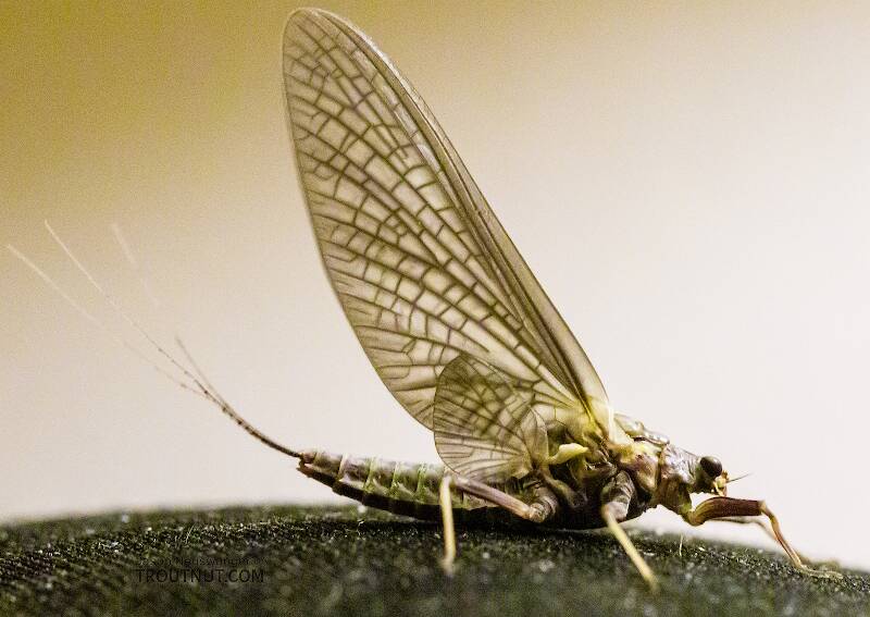 Female Drunella grandis (Ephemerellidae) (Western Green Drake) Mayfly Dun from the American River in Washington