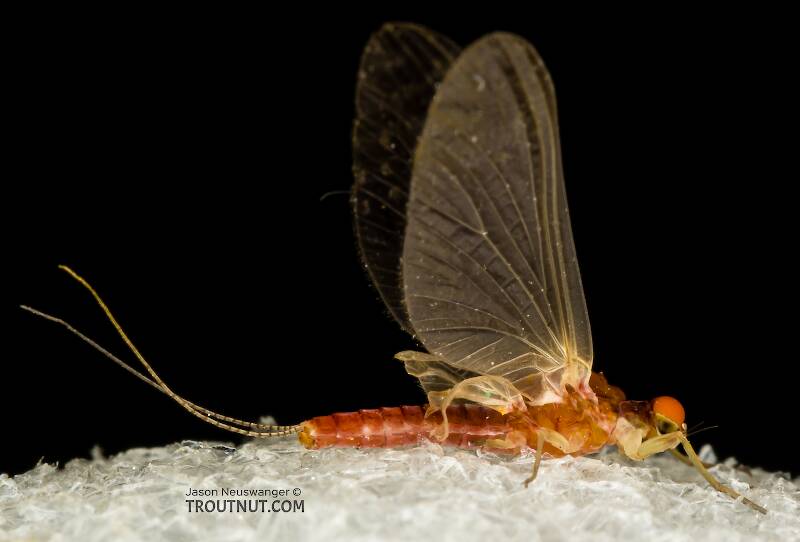 Male Ephemerellidae (Hendricksons, Sulphurs, PMDs, BWOs) Mayfly Dun from the South Fork Snoqualmie River in Washington