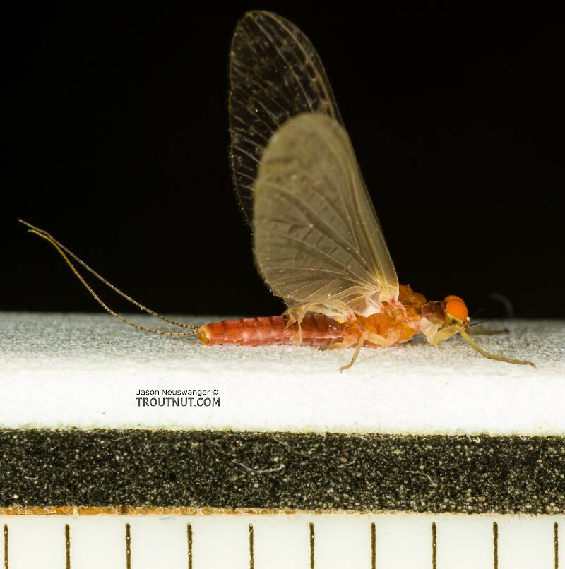 Ruler view of a Male Ephemerellidae (Hendricksons, Sulphurs, PMDs, BWOs) Mayfly Dun from the South Fork Snoqualmie River in Washington The smallest ruler marks are 1/16".