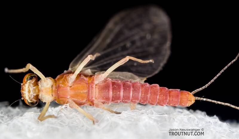 Ventral view of a Male Ephemerellidae (Hendricksons, Sulphurs, PMDs, BWOs) Mayfly Dun from the South Fork Snoqualmie River in Washington