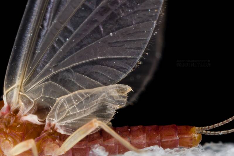 Male Ephemerellidae (Hendricksons, Sulphurs, PMDs, BWOs) Mayfly Dun from the South Fork Snoqualmie River in Washington