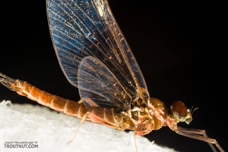 Male Rhithrogena virilis (Heptageniidae) Mayfly Spinner from the South Fork Snoqualmie River in Washington