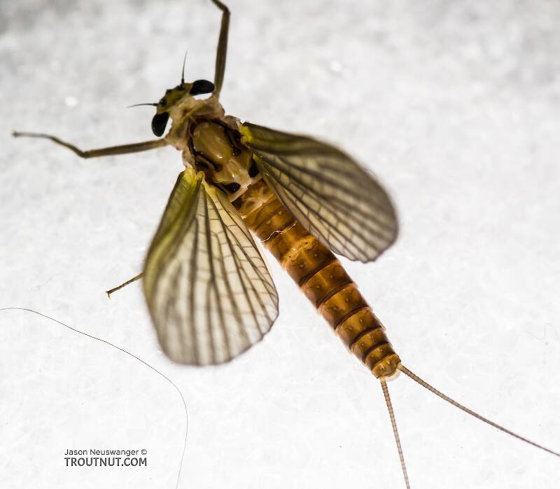 Dorsal view of a Female Rhithrogena virilis (Heptageniidae) Mayfly Dun from the South Fork Snoqualmie River in Washington