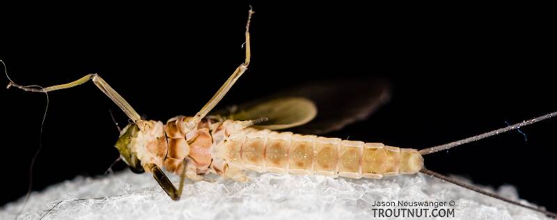 Ventral view of a Female Rhithrogena virilis (Heptageniidae) Mayfly Dun from the South Fork Snoqualmie River in Washington