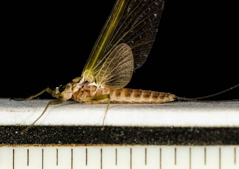 Ruler view of a Female Rhithrogena virilis (Heptageniidae) Mayfly Dun from the South Fork Snoqualmie River in Washington The smallest ruler marks are 1/16".