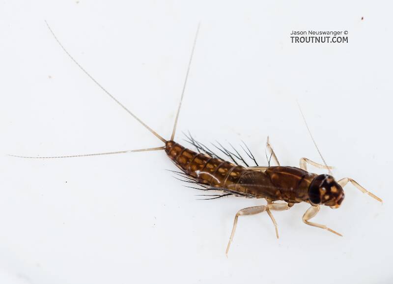 Dorsal view of a Neoleptophlebia (Leptophlebiidae) Mayfly Nymph from the South Fork Snoqualmie River in Washington