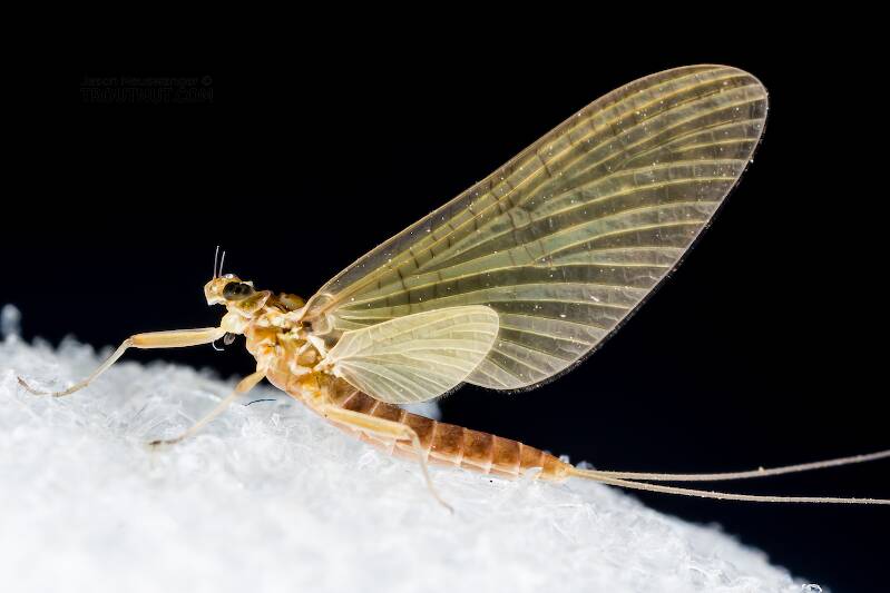 Female Cinygmula (Heptageniidae) (Dark Red Quill) Mayfly Dun from the South Fork Snoqualmie River in Washington