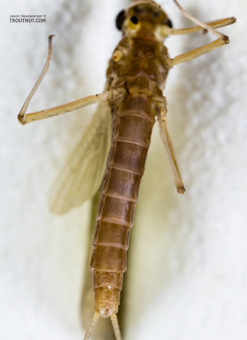 Ventral view of a Female Cinygmula (Heptageniidae) (Dark Red Quill) Mayfly Dun from the South Fork Snoqualmie River in Washington