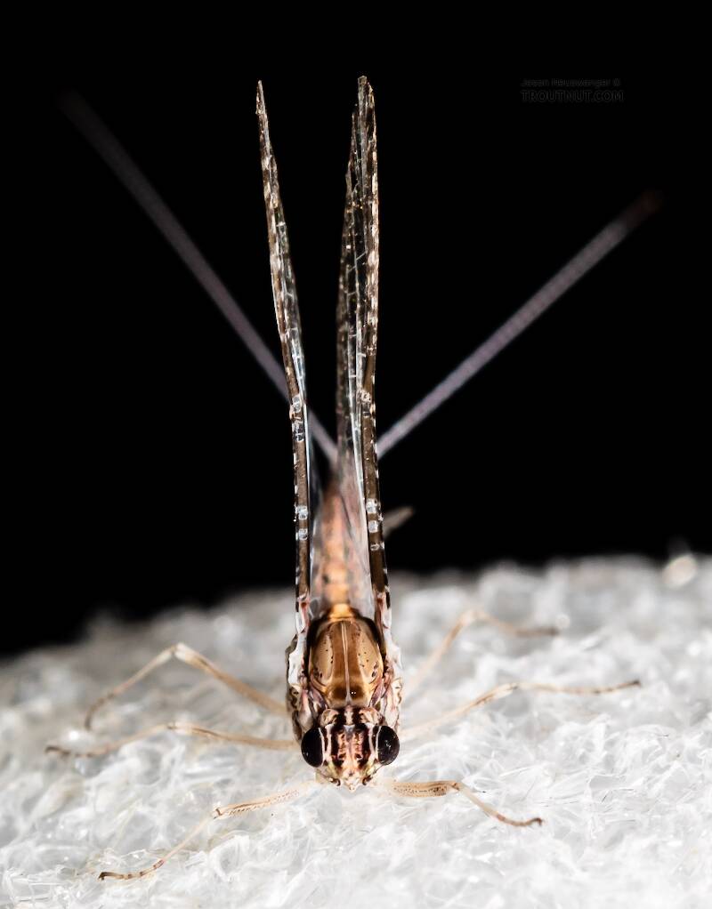 Female Callibaetis (Baetidae) (Speckled Dun) Mayfly Spinner from the Henry's Fork of the Snake River in Idaho