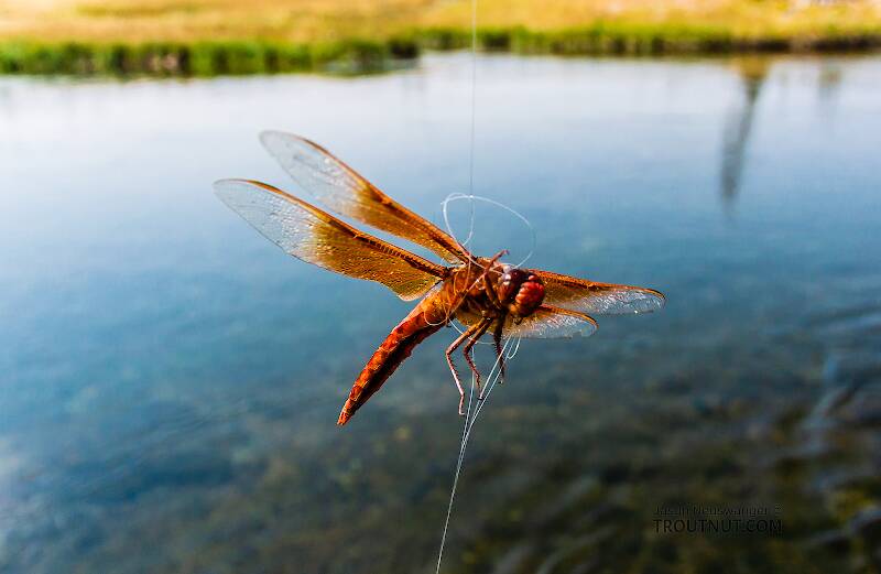 Libellulidae Dragonfly Adult from the Henry's Fork of the Snake River in Idaho