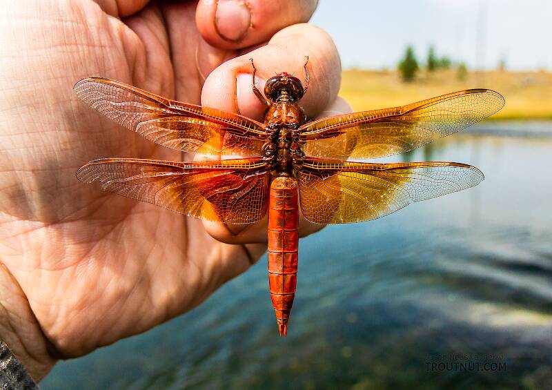 Dorsal view of a Libellulidae Dragonfly Adult from the Henry's Fork of the Snake River in Idaho