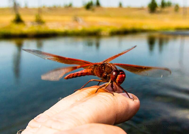 This Flame Skimmer dragonfly is found only in the warm southwest US and in Yellowstone, where geothermal features provide the warm water its nymphs need.

Lateral view of a Libellulidae Dragonfly Adult from the Henry's Fork of the Snake River in Idaho