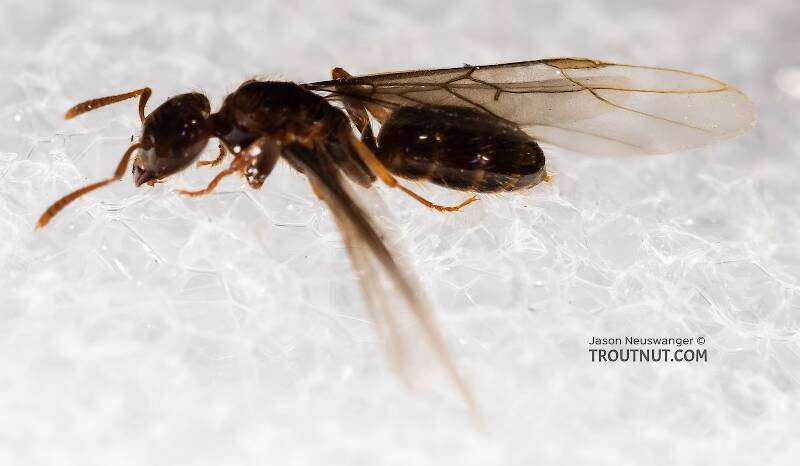 Female Formicidae (Ants) Insect Adult