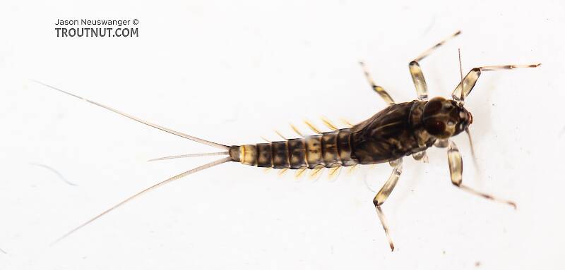 Dorsal view of a Male Baetis (Baetidae) (Blue-Winged Olive) Mayfly Nymph from the South Fork Snoqualmie River in Washington