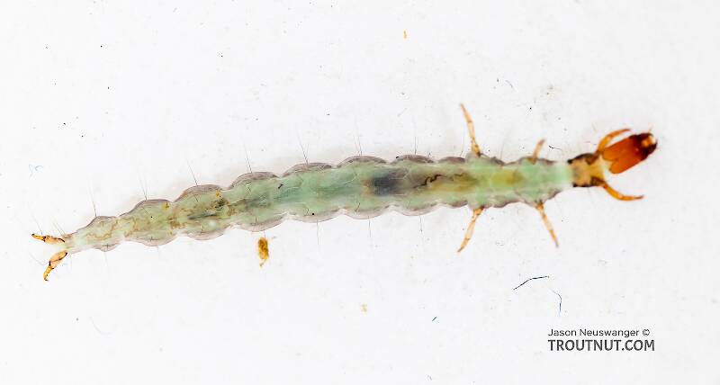 Ventral view of a Rhyacophila (Rhyacophilidae) (Green Sedge) Caddisfly Larva from the South Fork Snoqualmie River in Washington