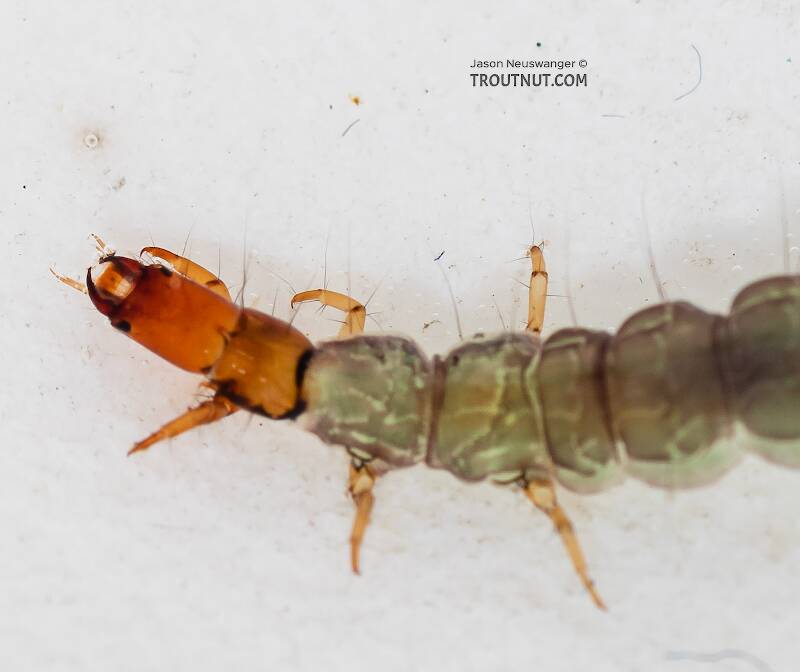 Rhyacophila (Rhyacophilidae) (Green Sedge) Caddisfly Larva from the South Fork Snoqualmie River in Washington