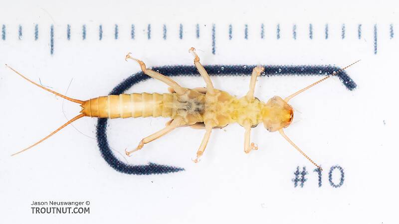 Ruler view of a Osobenus yakimae (Perlodidae) (Yakima Springfly) Stonefly Nymph from the South Fork Snoqualmie River in Washington The smallest ruler marks are 1 mm.