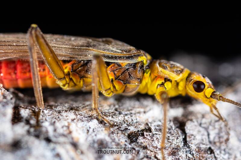 Female Sweltsa (Chloroperlidae) (Sallfly) Stonefly Adult from the Madison River in Montana