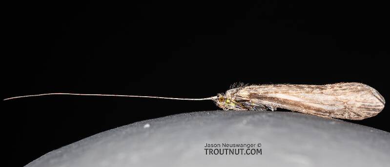 Lateral view of a Leptoceridae Caddisfly Adult from the Madison River in Montana