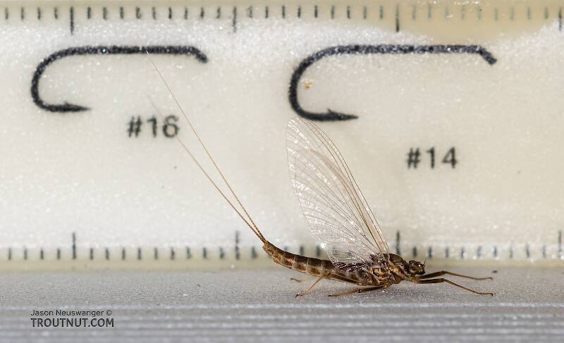 Ruler view of a Female Rhithrogena undulata (Heptageniidae) (Small Western Red Quill) Mayfly Spinner from the Madison River in Montana The smallest ruler marks are 1 mm.