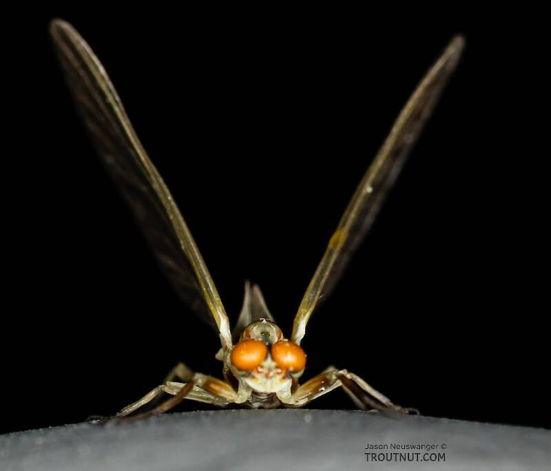 Male Ephemerella dorothea infrequens (Ephemerellidae) (Pale Morning Dun) Mayfly Dun from the Madison River in Montana
