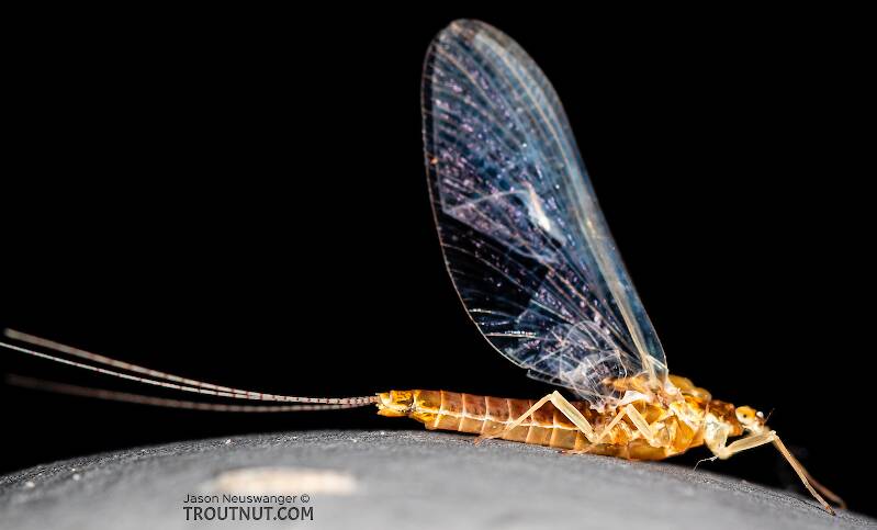 Female Ephemerella dorothea infrequens (Pale Morning Dun) Mayfly Spinner
