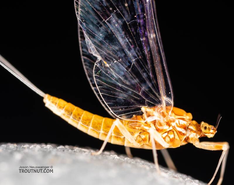 Female Ephemerella dorothea infrequens (Ephemerellidae) (Pale Morning Dun) Mayfly Spinner from the Madison River in Montana
